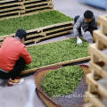 Wholesale Sichuan tea and herb flavoured green tea